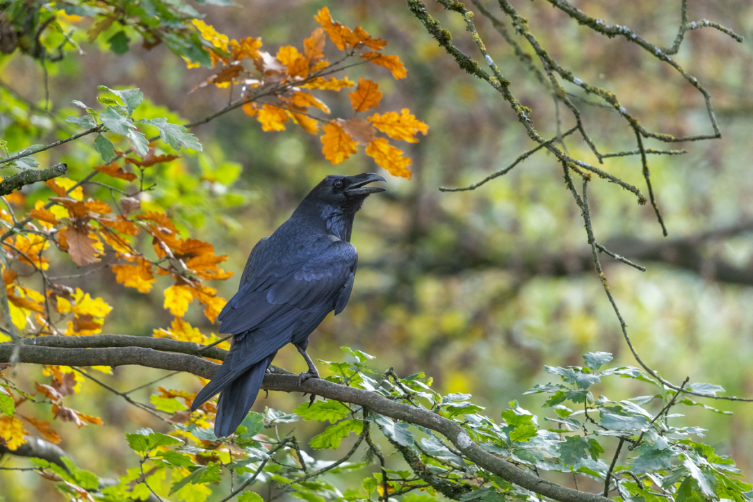 Illustration for news: ‘My Goal Was Not to Profit from the Corvids but to Develop Methods for People and Birds to Interact’